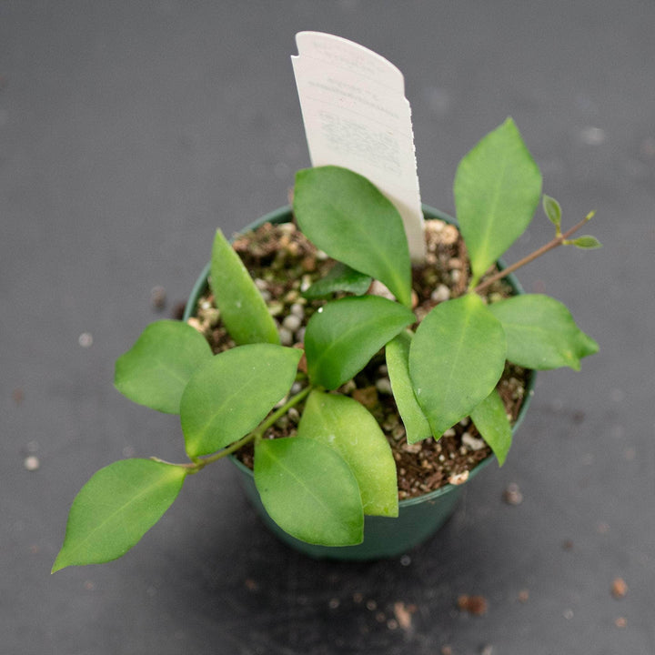 Gabriella Plants Hoya Hoya heuschkeliana