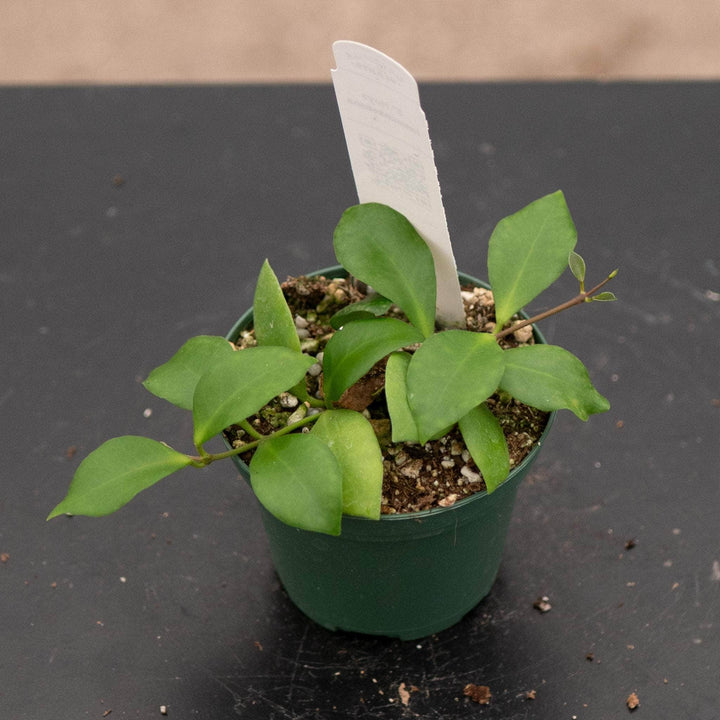 Gabriella Plants Hoya Hoya heuschkeliana