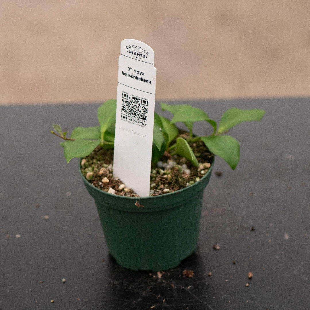 Gabriella Plants Hoya Hoya heuschkeliana