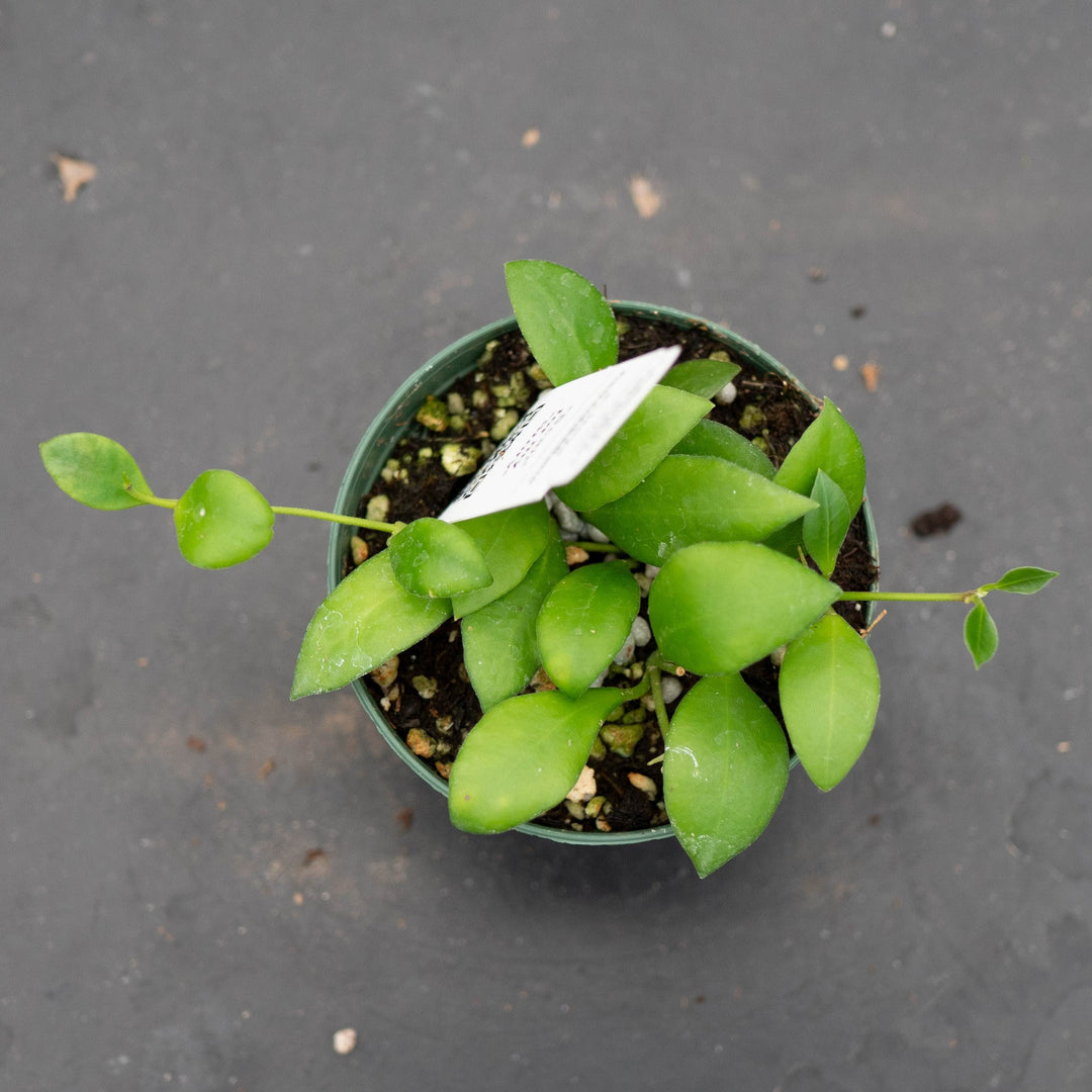 Gabriella Plants Hoya Hoya heuschkeliana