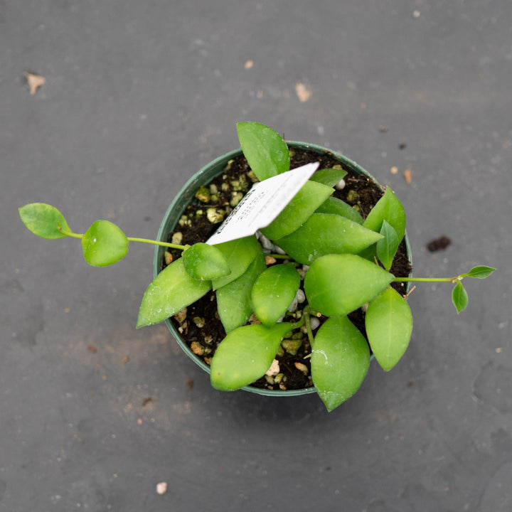Gabriella Plants Hoya Hoya heuschkeliana