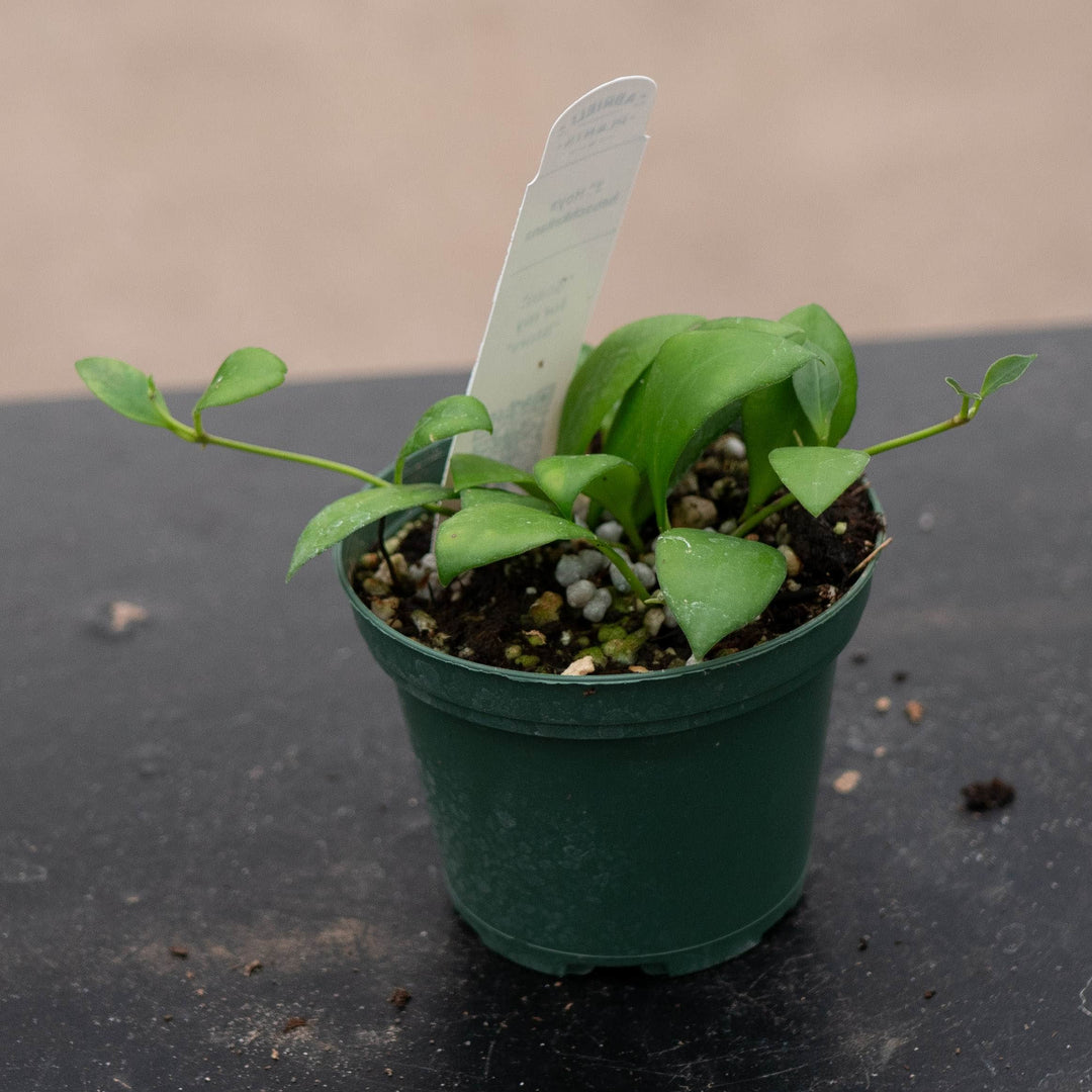 Gabriella Plants Hoya Hoya heuschkeliana