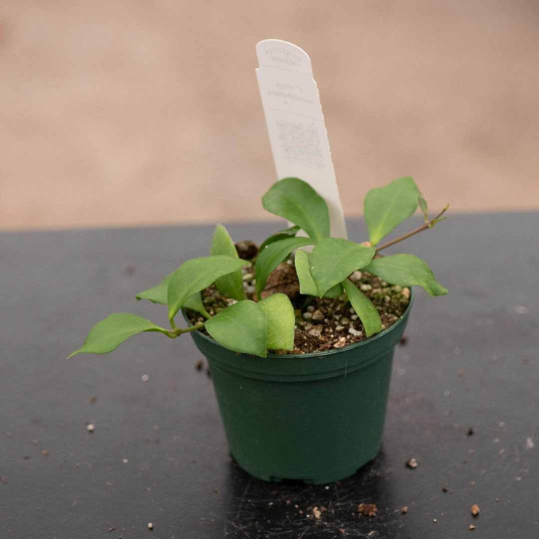 Gabriella Plants Hoya 3" Hoya heuschkeliana