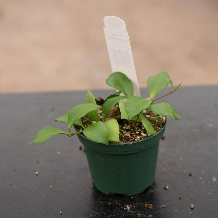 Gabriella Plants Hoya 3" Hoya heuschkeliana