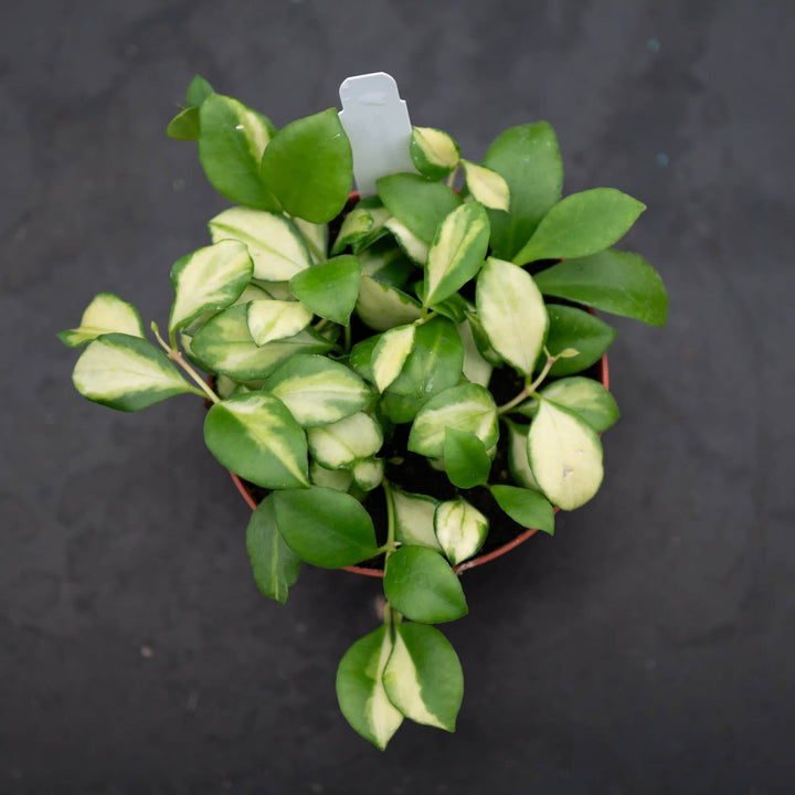 Gabriella Plants Hoya Hoya heuschkeliana variegata