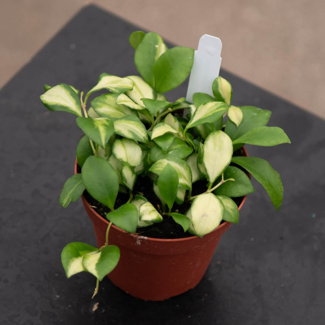Gabriella Plants Hoya Hoya heuschkeliana variegata