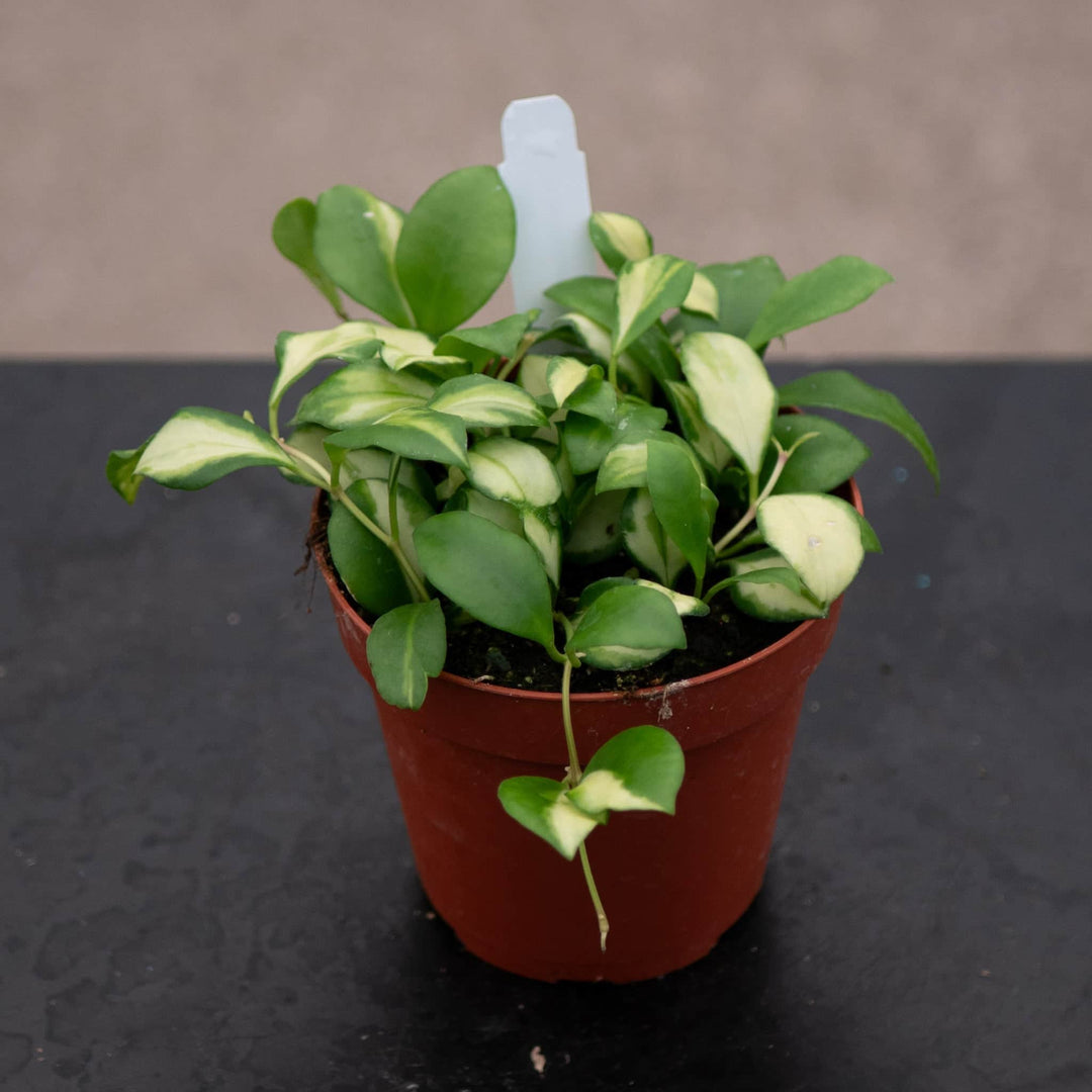 Gabriella Plants Hoya Hoya heuschkeliana variegata