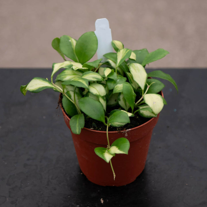 Gabriella Plants Hoya Hoya heuschkeliana variegata