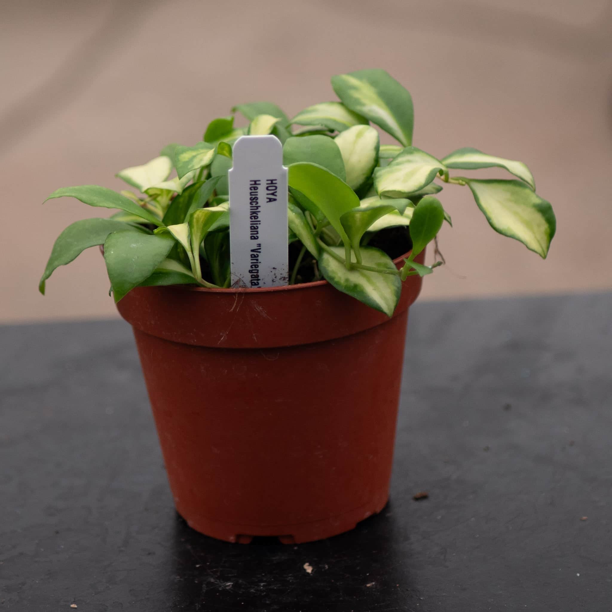 Gabriella Plants Hoya heuschkeliana - Thumbnail 3