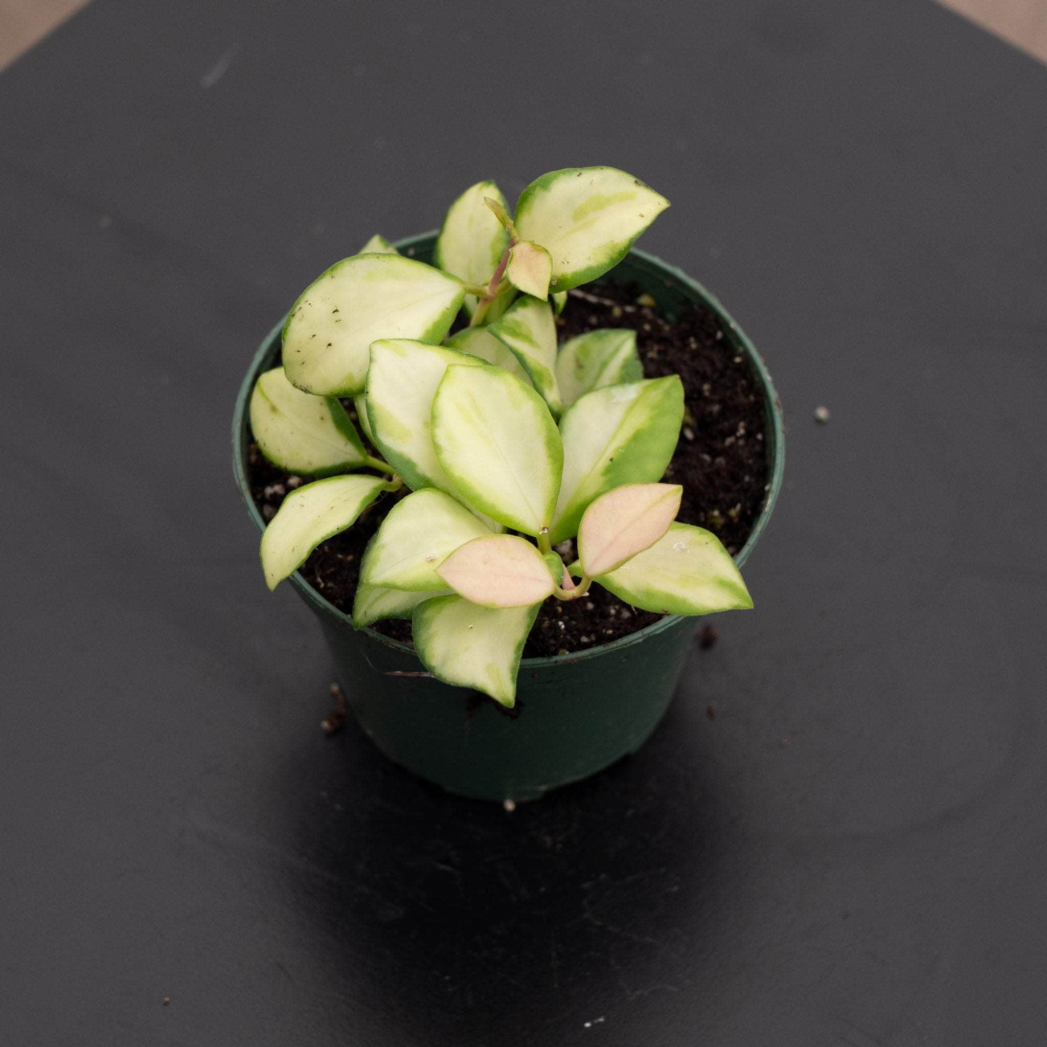 Hoya heuschkeliana variegata