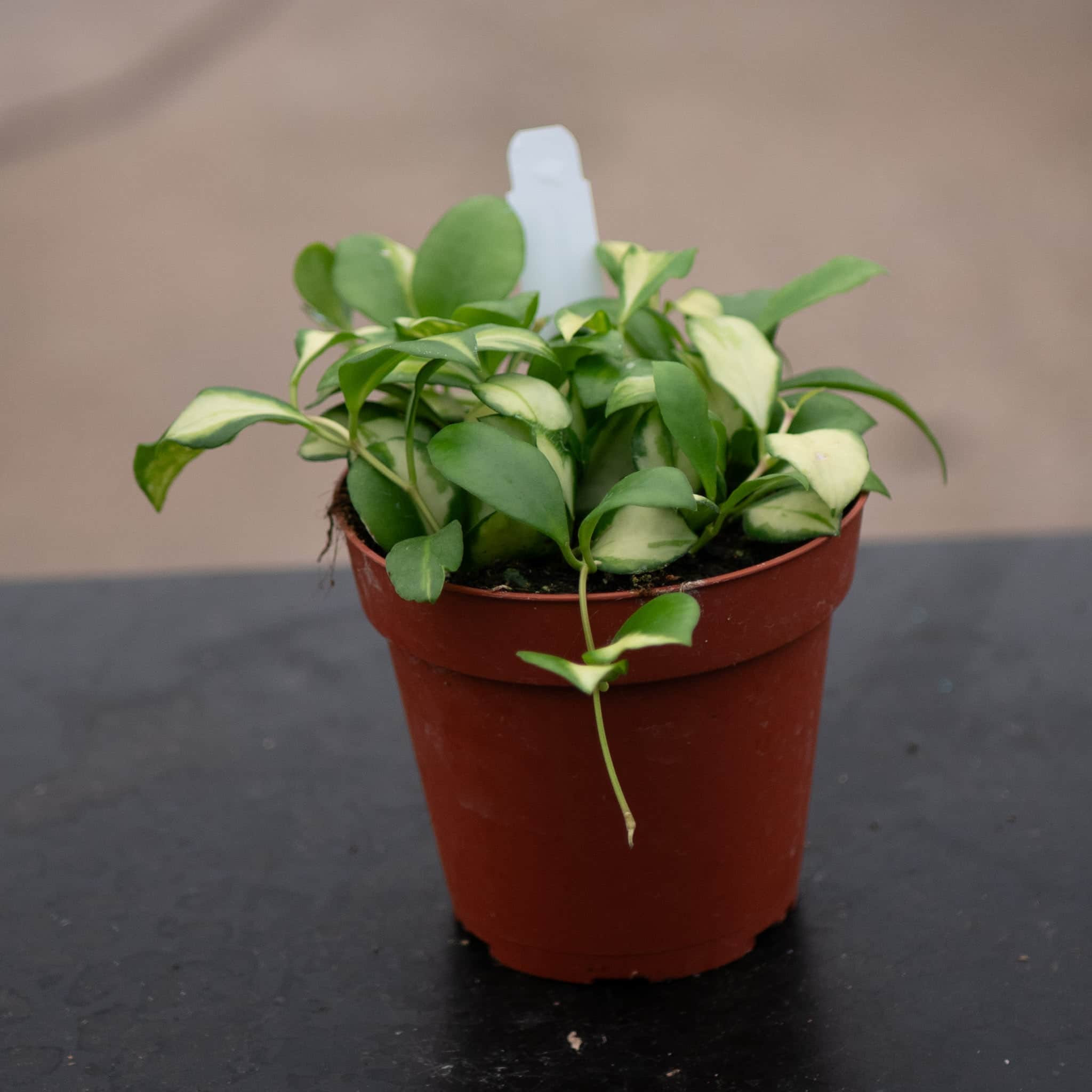 green jade wax plant - hoya Hoya heuschkeliana variegata