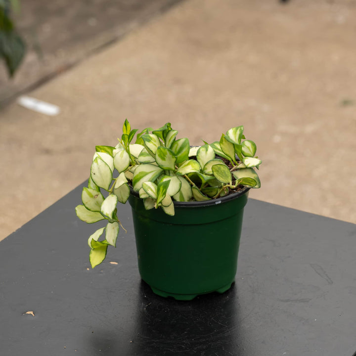 Gabriella Plants Hoya 4" Hoya heuschkeliana variegated