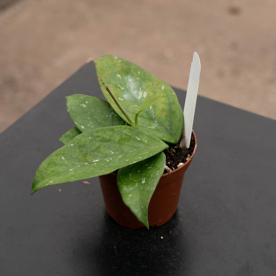 Gabriella Plants Hoya 3" Hoya 'Huynh Thi Phe'