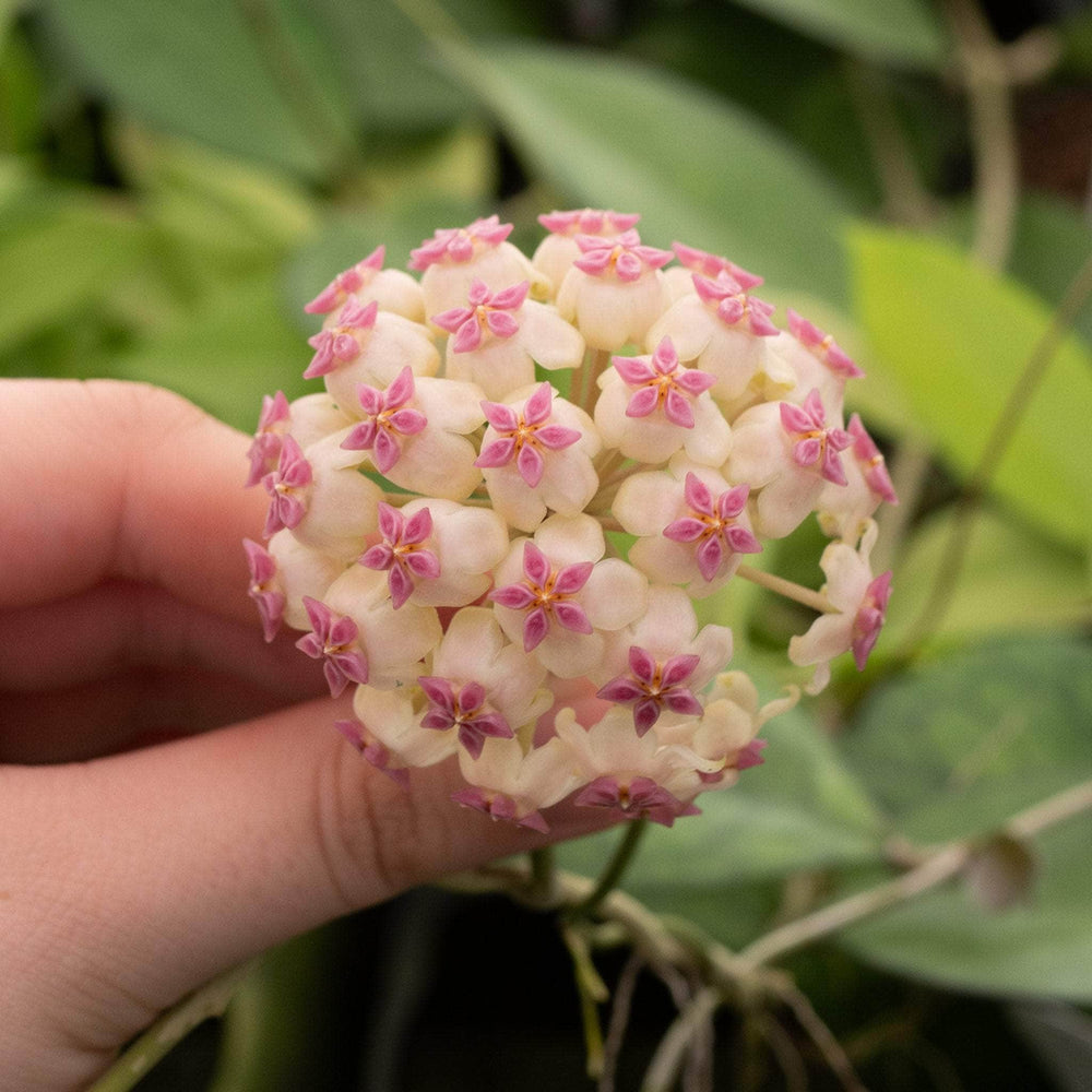 Gabriella Plants Hoya Hoya icensis