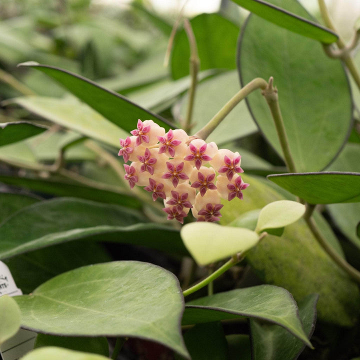 Gabriella Plants Hoya Hoya icensis