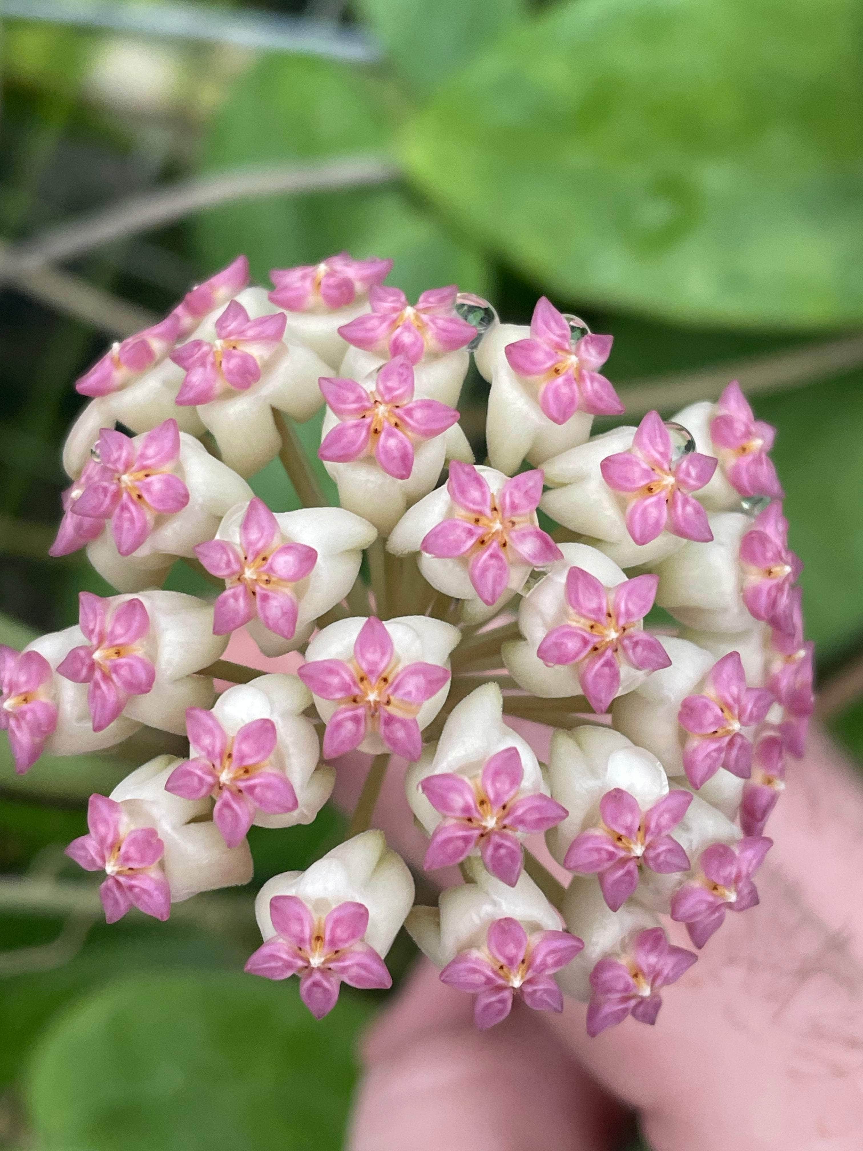 Hoya icensis - Gabriella Plants
