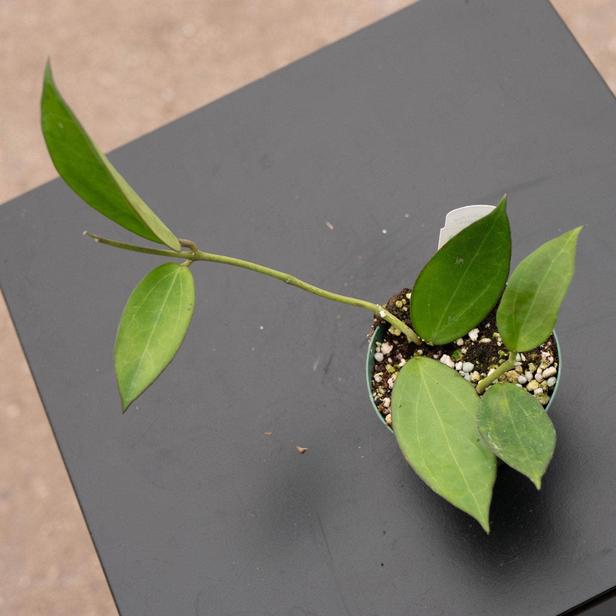 Hoya icensis Hoya seed023 カット苗 Hoya icensis - Gabriella Plants
