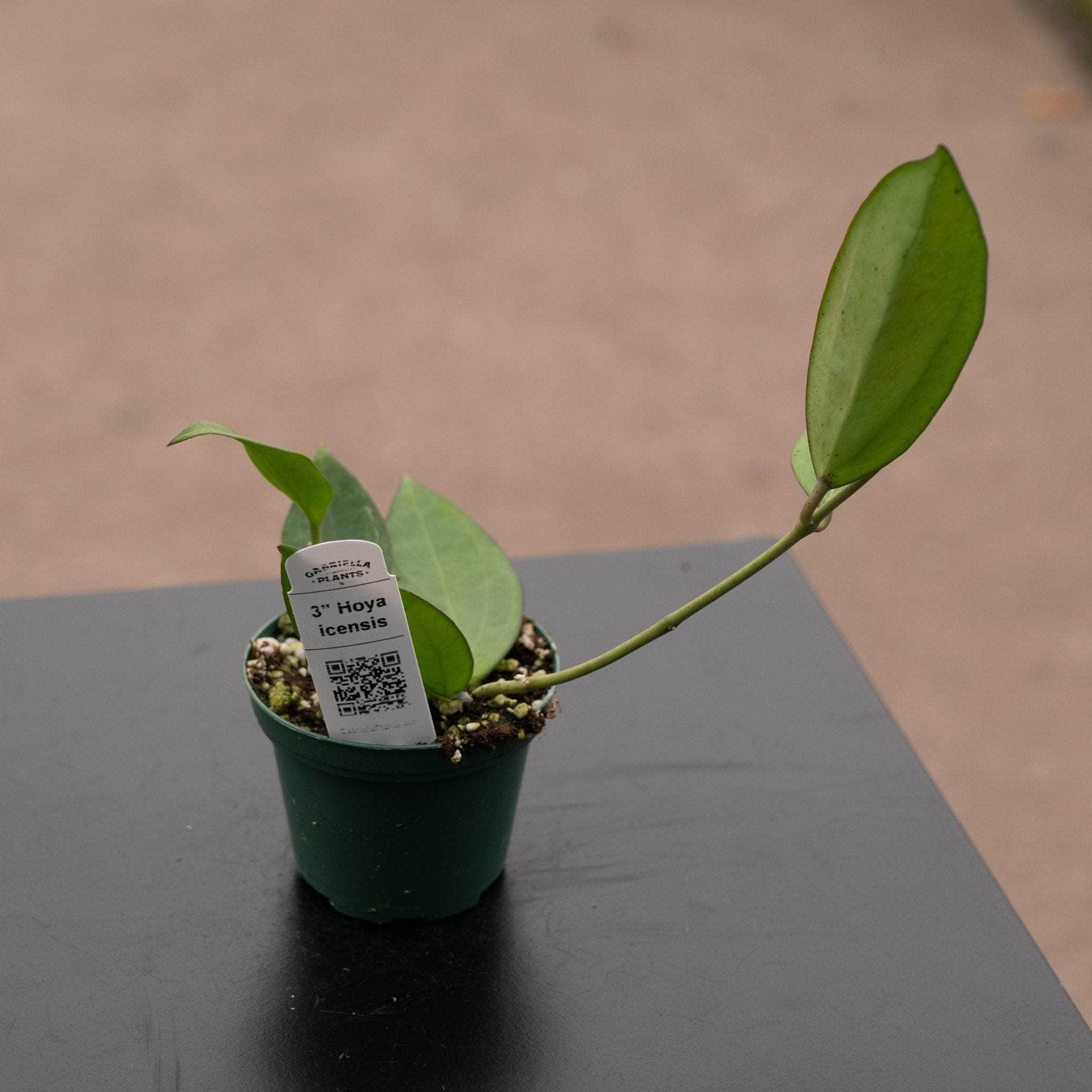 Hoya icensis - Gabriella Plants