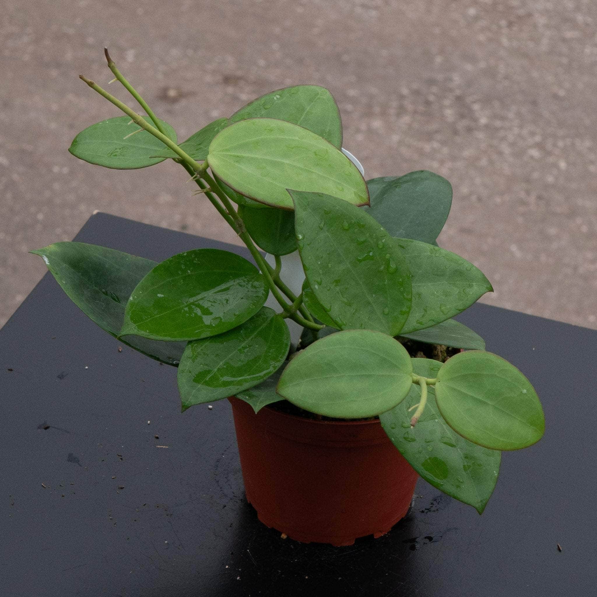 Hoya 'Idaho' - Gabriella Plants