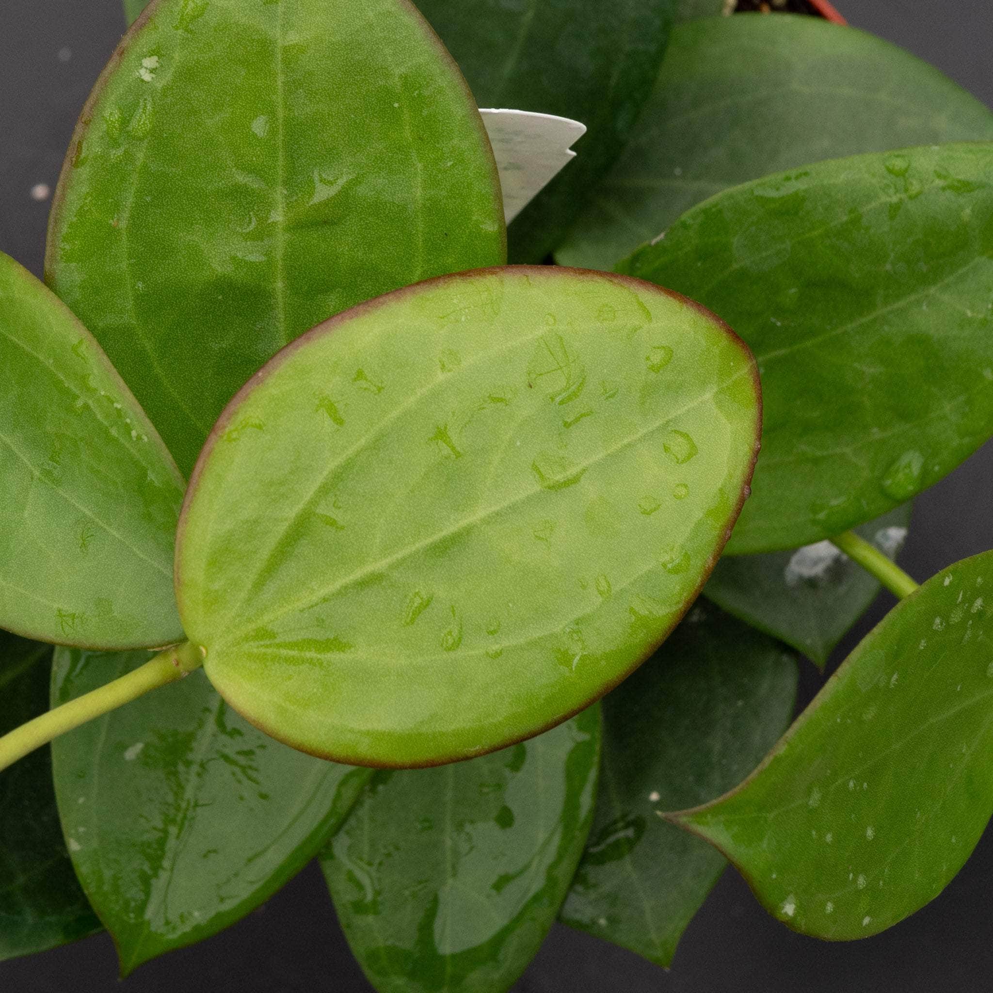 Hoya 'Idaho' - Gabriella Plants