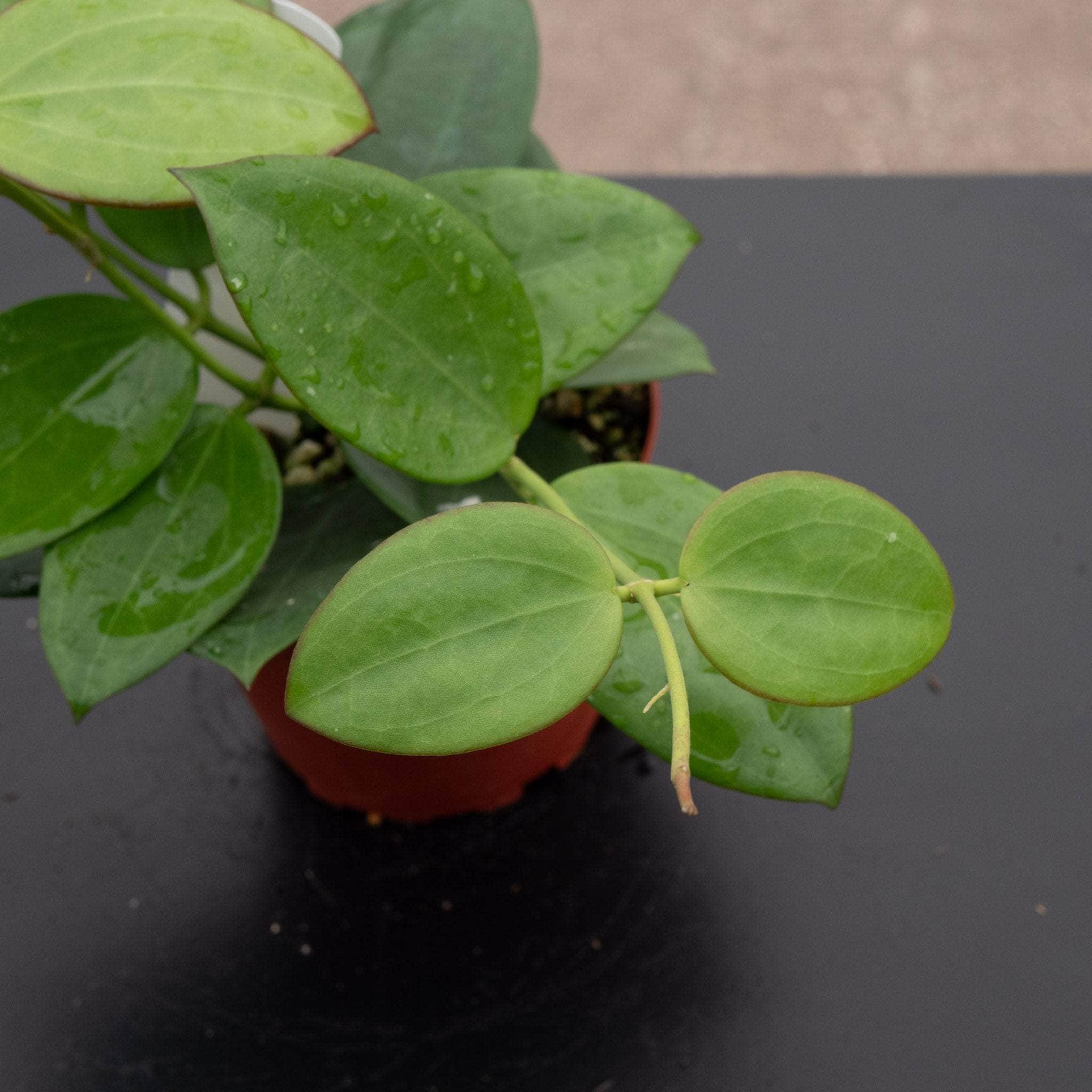 Hoya 'Idaho' - Gabriella Plants