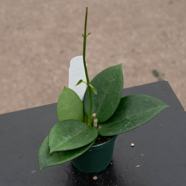 Gabriella Plants Hoya Hoya ‘Idaho’
