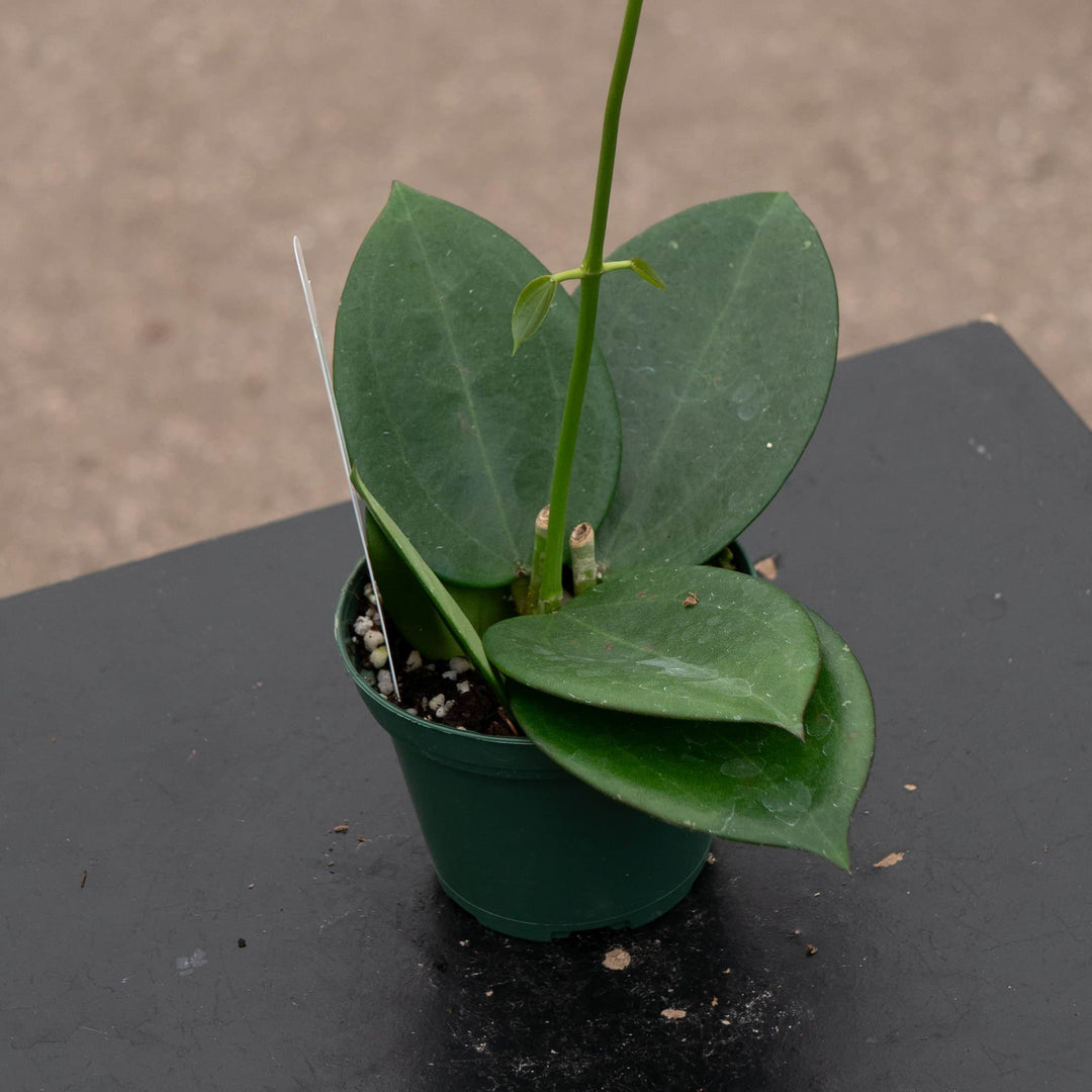 Gabriella Plants Hoya Hoya ‘Idaho’