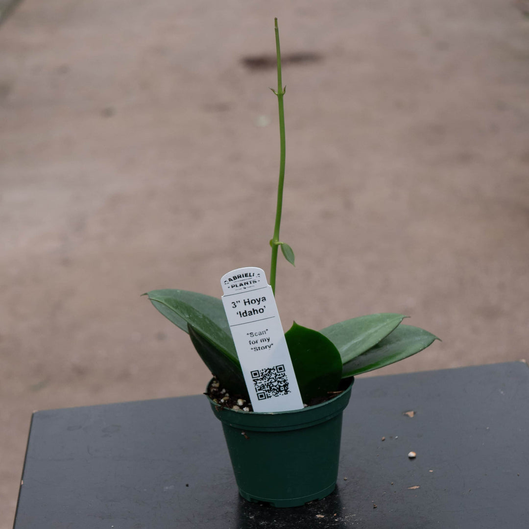 Gabriella Plants Hoya 3" Hoya ‘Idaho’