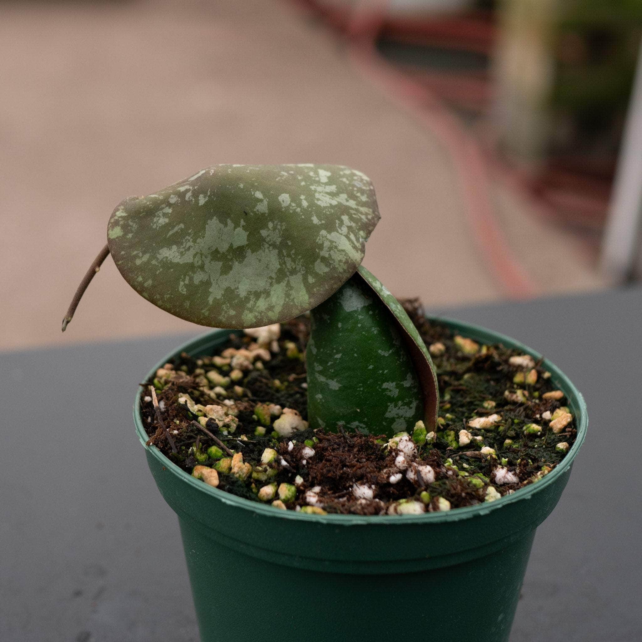 Hoya imbricata – Gabriella Plants
