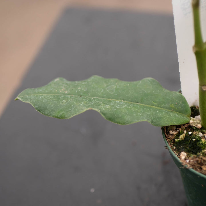 Gabriella Plants Hoya 3" Hoya imperialis