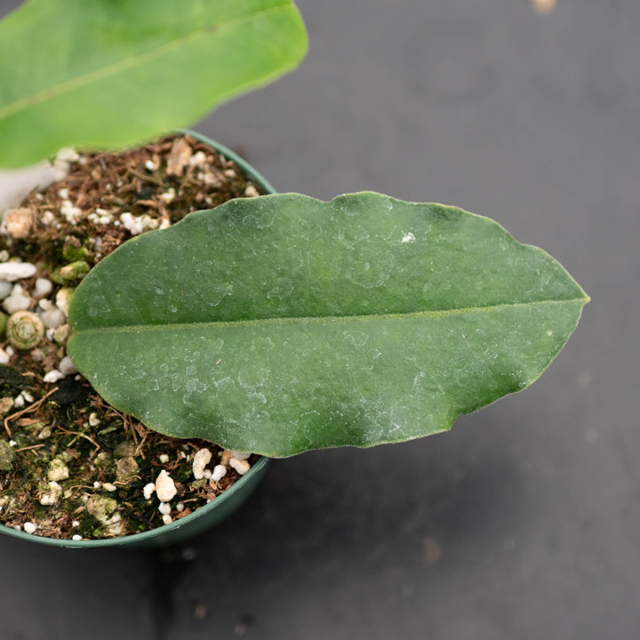 Gabriella Plants Hoya 3" Hoya imperialis