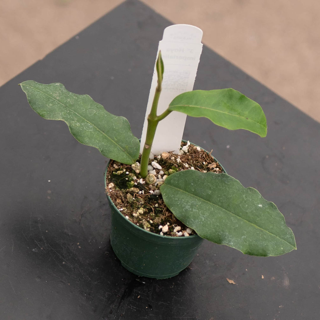 Gabriella Plants Hoya 3" Hoya imperialis