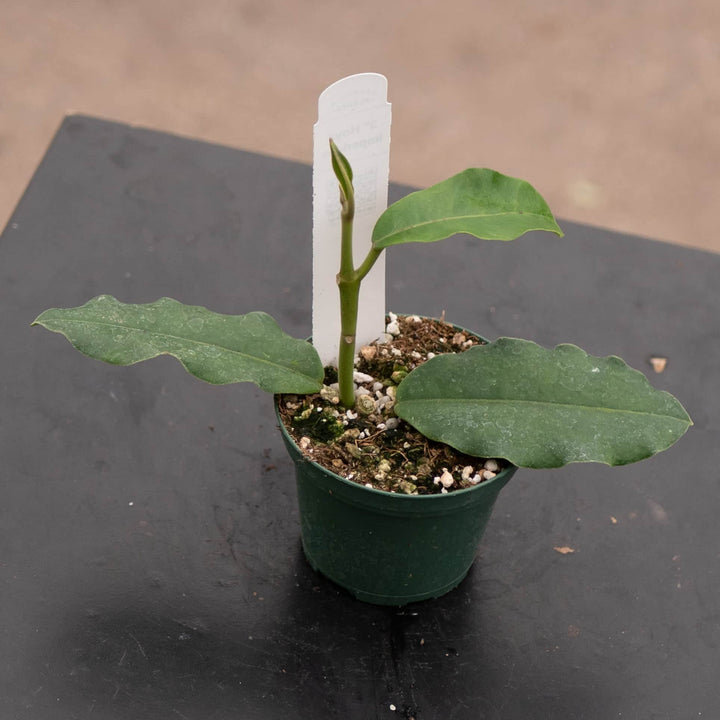 Gabriella Plants Hoya 3" Hoya imperialis