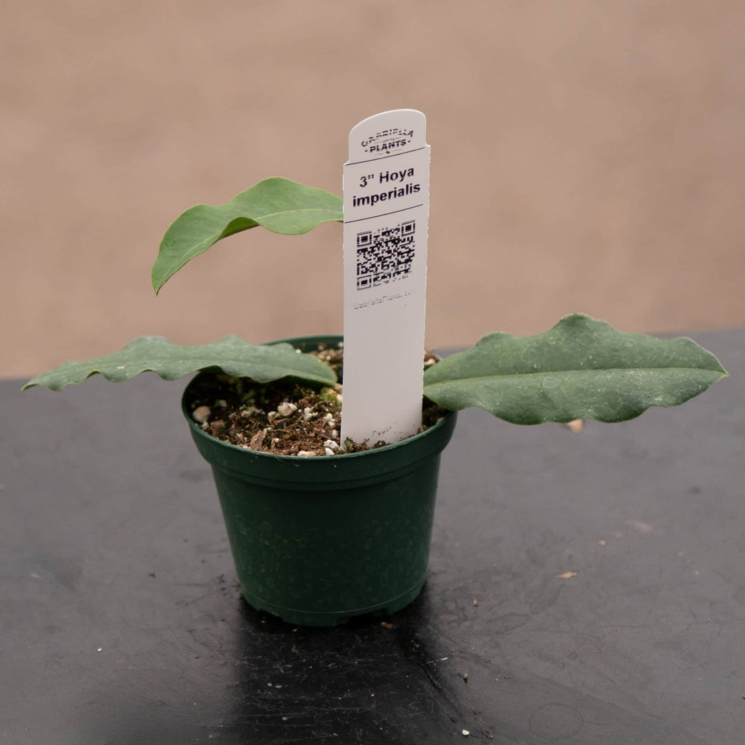 Gabriella Plants Hoya 3" Hoya imperialis