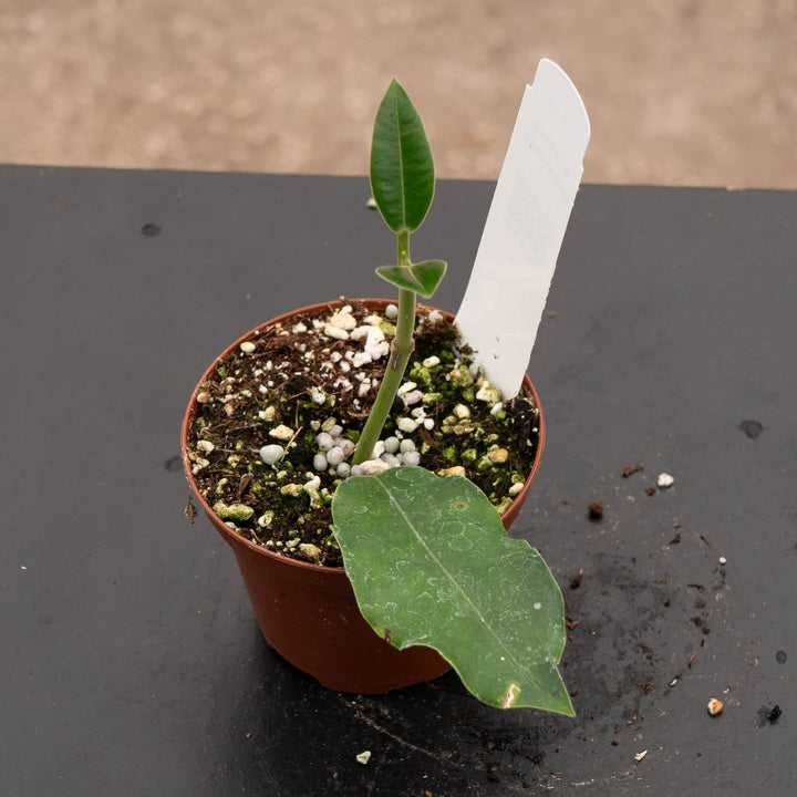 Gabriella Plants Hoya 3" Hoya imperialis