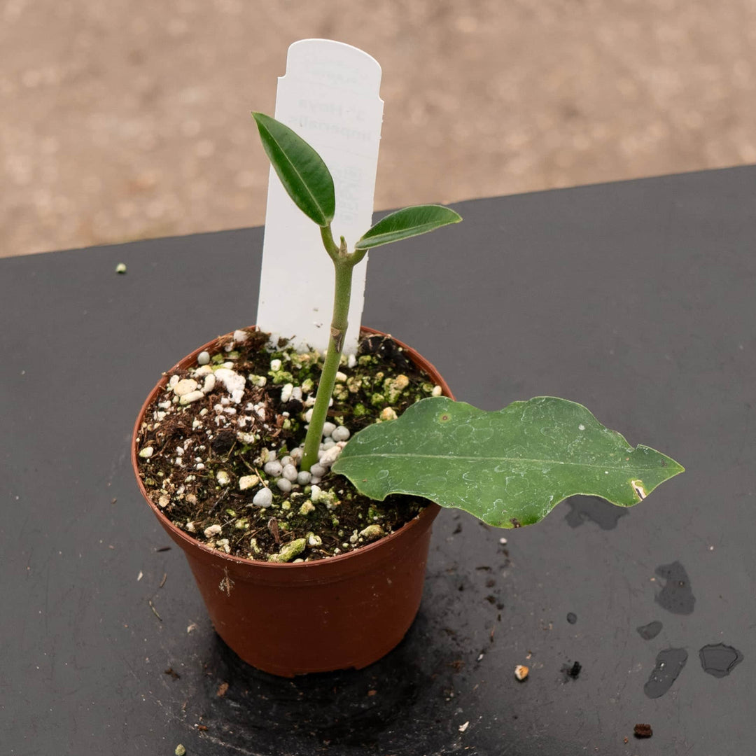 Gabriella Plants Hoya 3" Hoya imperialis