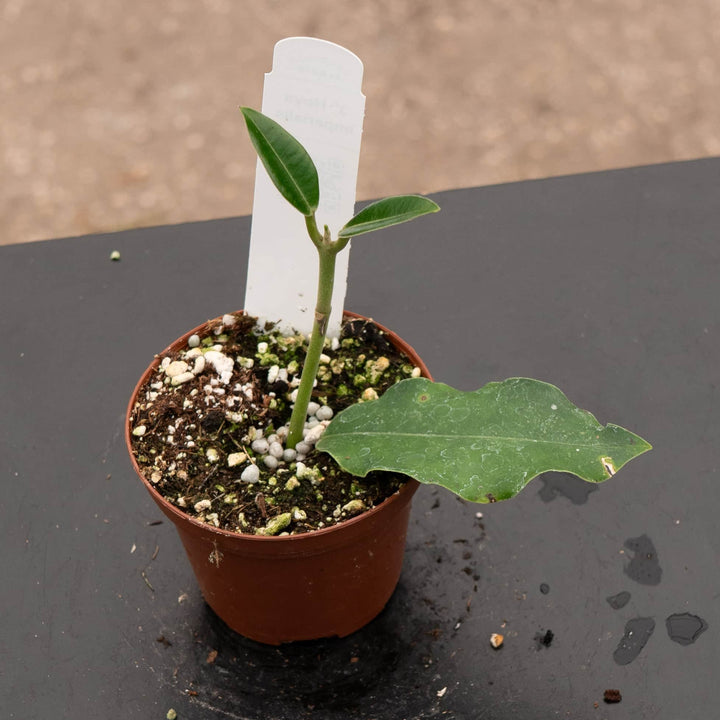 Gabriella Plants Hoya 3" Hoya imperialis