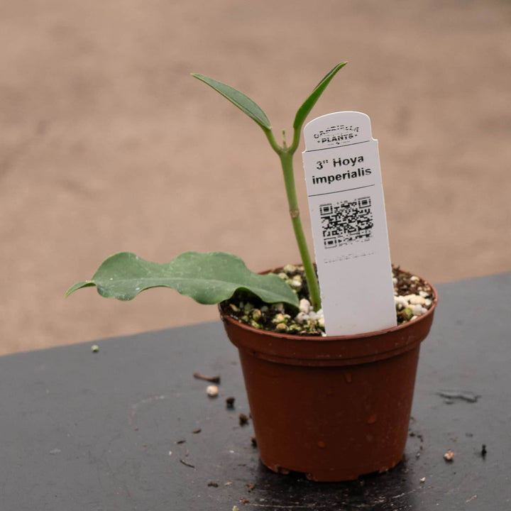Gabriella Plants Hoya 3" Hoya imperialis