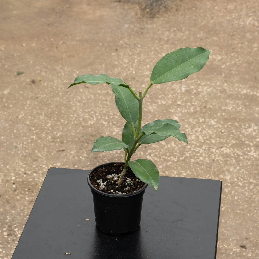 Gabriella Plants Hoya 4" Hoya imperialis &