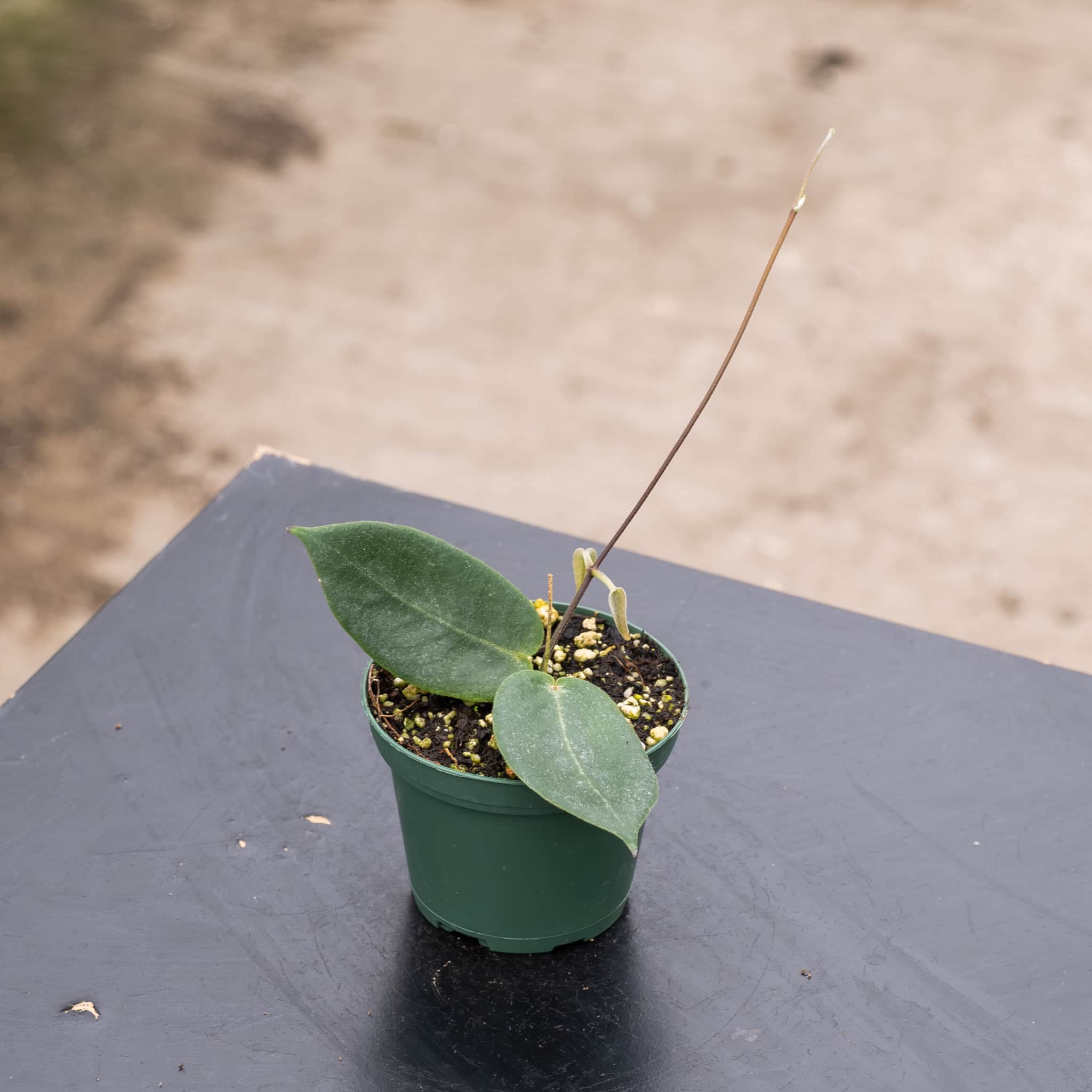 Hoya inflata - Gabriella Plants