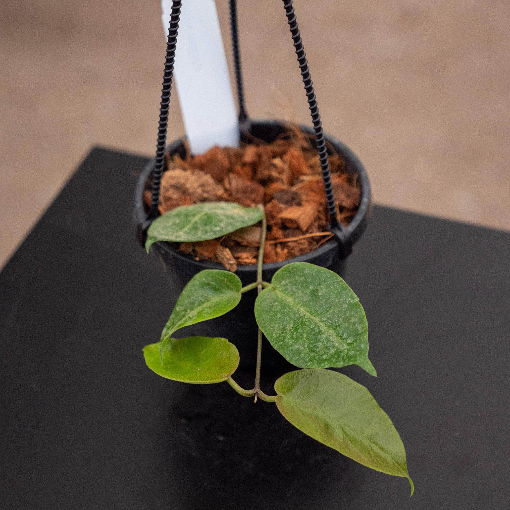 Gabriella Plants 4” Hoya inflata