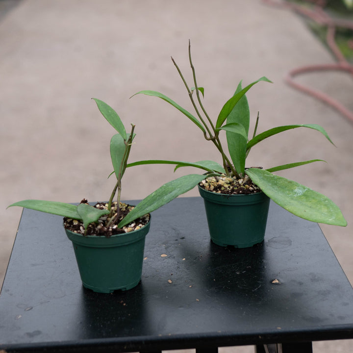 Gabriella Plants Hoya Hoya &