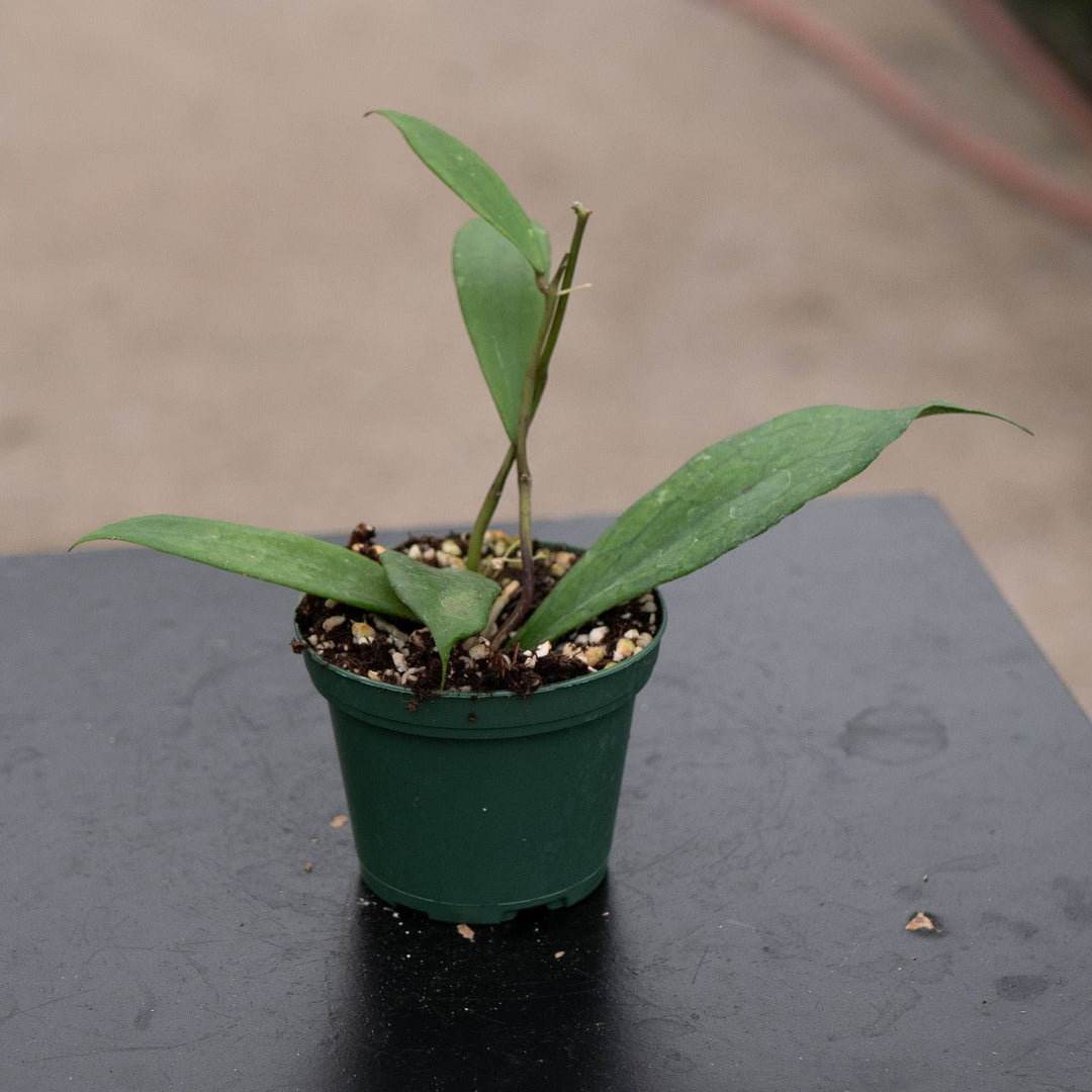 Gabriella Plants Hoya Hoya 'Jennifer'