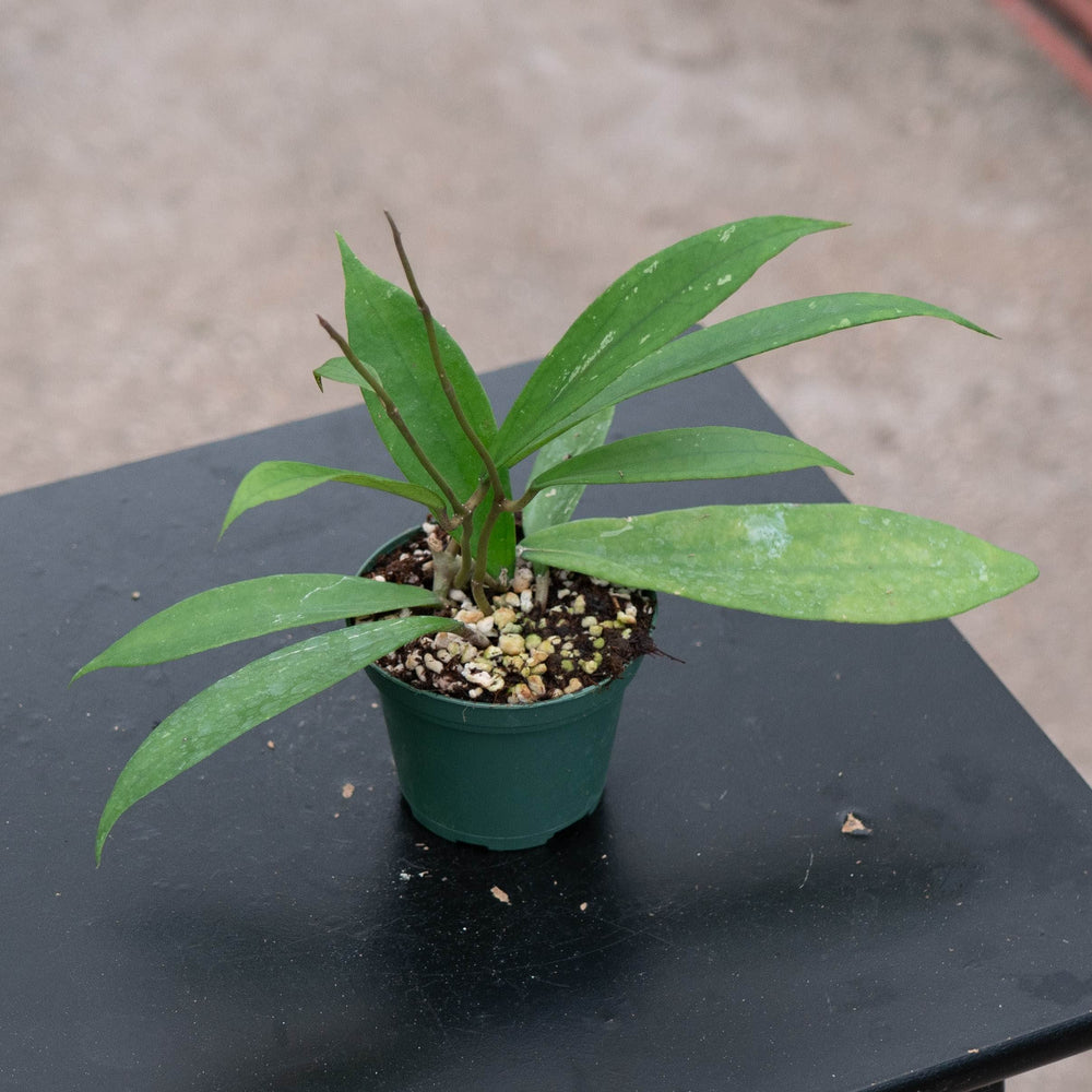 Gabriella Plants Hoya Hoya 'Jennifer'