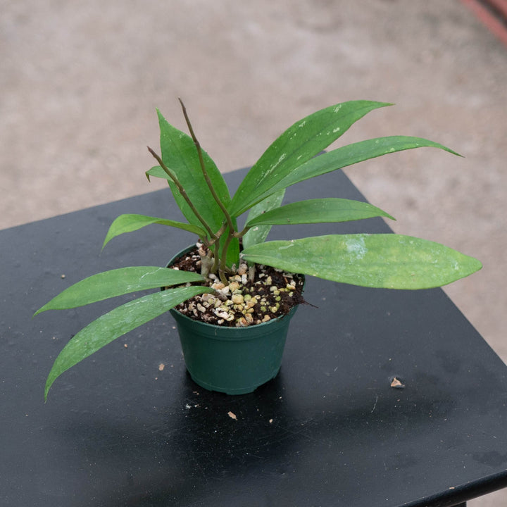 Gabriella Plants Hoya Hoya &
