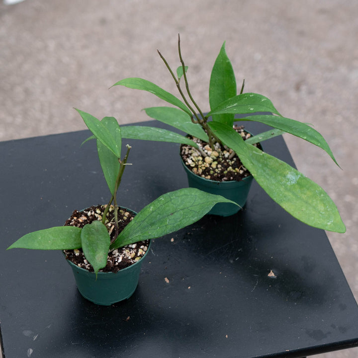 Gabriella Plants Hoya Hoya &