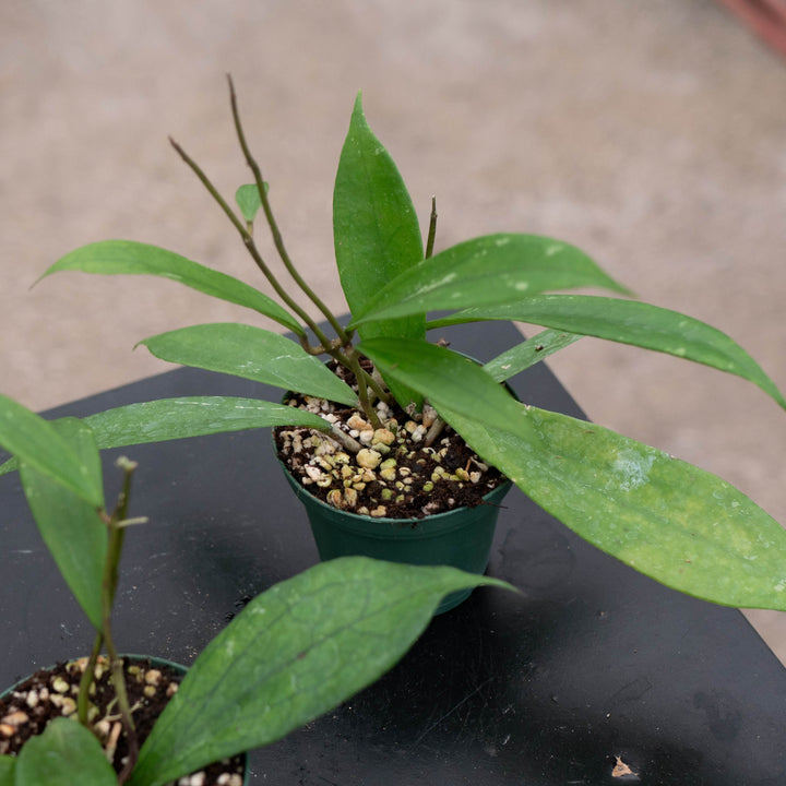 Gabriella Plants Hoya Hoya &