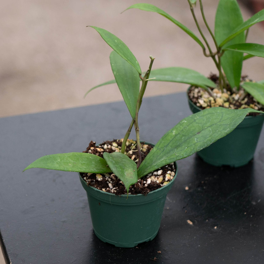 Gabriella Plants Hoya Hoya &