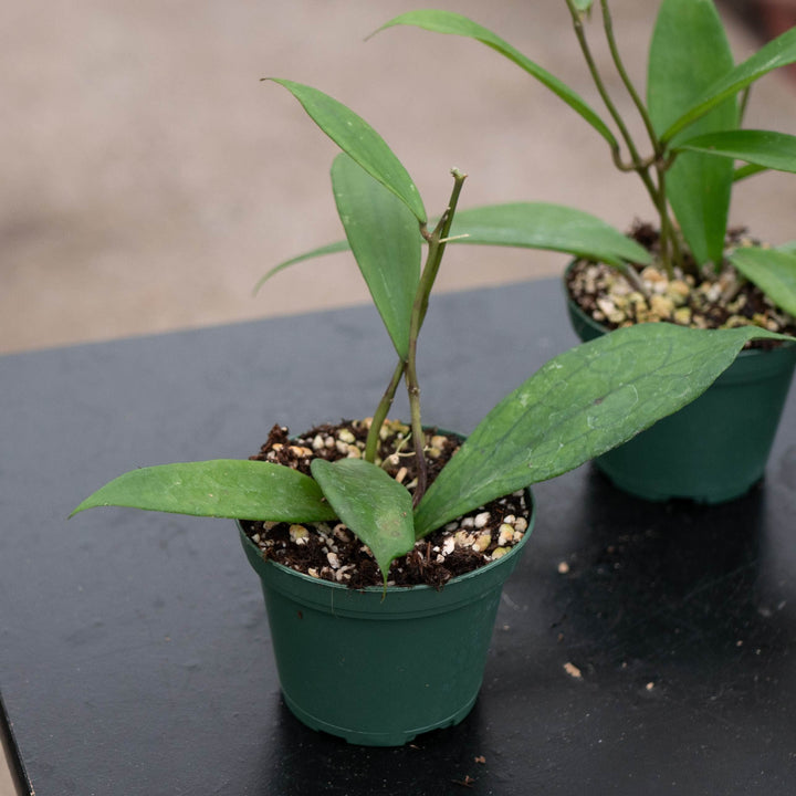 Gabriella Plants Hoya Hoya &