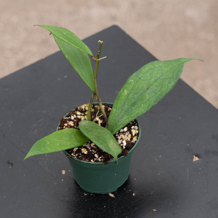 Gabriella Plants Hoya 3” Hoya &